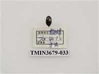 藏品(龍蝨、牙蟲)的圖片